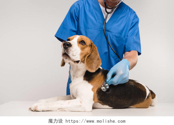 兽医检查猎狗宠物医生